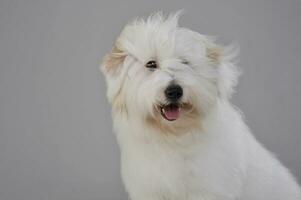 Portrait of an adorable Maltese looking curiously at the camera photo
