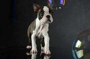 Puppy Boston Terrier plays with bubbles in photo studio