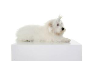 An adorable Maltese lying on white background with funny ponytail photo