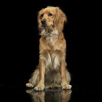 Mixed breed brown funny dog in a dark studio photo