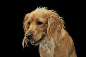 Mixed breed brown funny dog in a dark studio photo