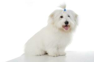 An adorable Maltese sitting on white background with funny ponytail photo