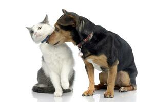 Studio shot of an adorable cat with a Dachshund dog photo