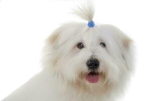 Portrait of an adorable Maltese with funny ponytail photo