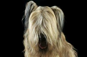 Berger de Brie posing in a dark photo studio