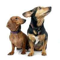 Studio shot of an adorable Dachshund with a mixed breed dog photo