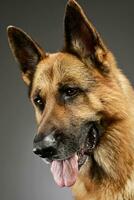 Portrait of an adorable German shepherd photo