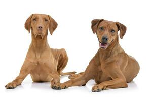 Studio shot of an adorable hungarian vizsla and a mixed breed dog photo