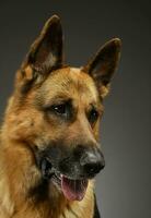 retrato de un adorable alemán pastor perro foto