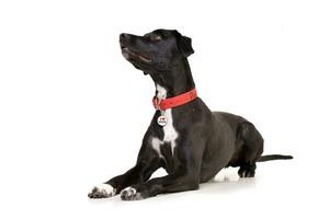 Studio shot of an adorable mixed breed dog photo