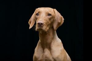 Portrait of an adorable hungarian vizsla magyar vizsla photo