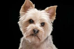 Portrait of an adorable Yorkshire terrier photo