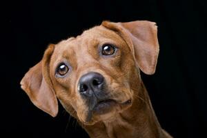 Portrait of an adorable mixed breed dog photo