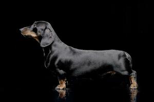 estudio Disparo de un adorable corto peludo perro tejonero foto