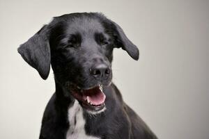 Portrait of an adorable mixed breed dog photo