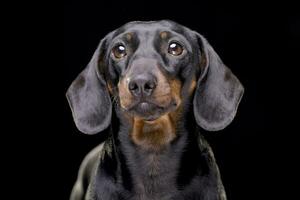 Portrait of an adorable short haired dachshund photo