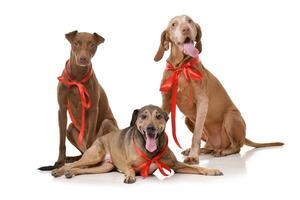 Studio shot of 2 adorable mixed breed dog and a Hungarian vizsla photo