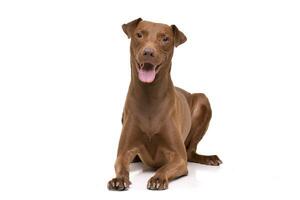 Studio shot of an adorable mixed breed dog photo