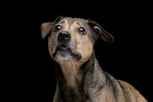 retrato de un adorable mezclado raza perro foto