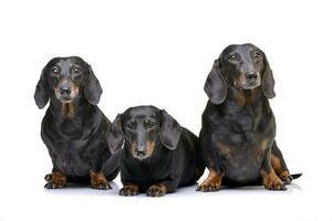 Studio shot of three adorable short hair black and tan dachshund photo