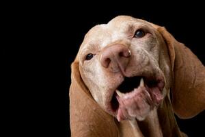 Portrait of an adorable Hungarian vizsla photo