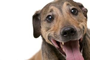 Portrait of an adorable mixed breed dog photo