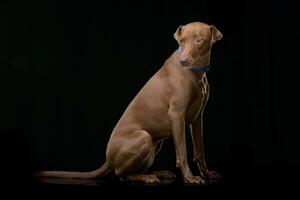 Studio shot of an adorable mixed breed dog photo