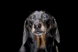 Portrait of an adorable short hair black and tan dachshund photo