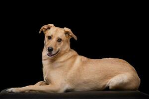 Studio shot of an adorable mixed breed dog photo