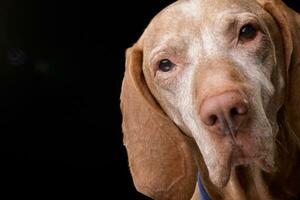 retrato de un adorable húngaro vizsla foto