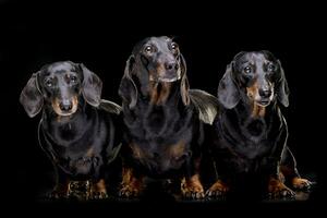 Studio shot of three adorable short hair black and tan dachshund photo