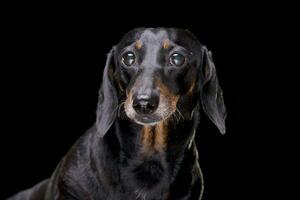 retrato de un adorable corto pelo negro y bronceado perro tejonero foto