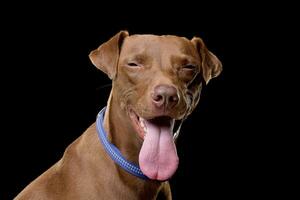 Portrait of an adorable mixed breed dog photo