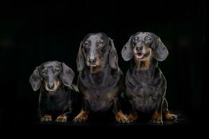 Studio shot of three adorable short hair black and tan dachshund photo