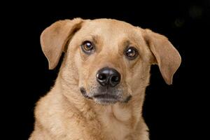 Portrait of an adorable mixed breed dog photo