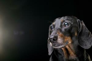 retrato de un adorable corto pelo negro y bronceado perro tejonero foto