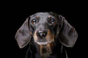 Portrait of an adorable short hair black and tan dachshund photo