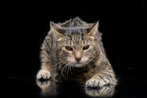 Studio shot of an adorable domestic cat photo