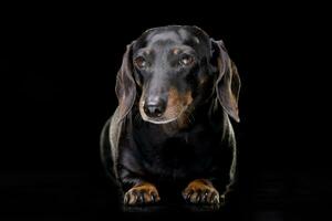 Studio shot of an adorable short hair black and tan dachshund photo