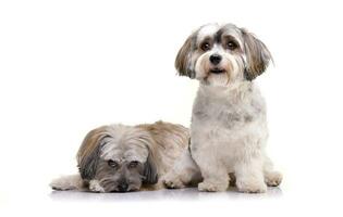 Studio shot of two adorable Havanese dog photo