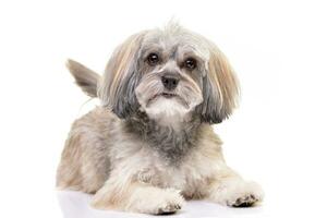 Studio shot of an adorable Havanese dog photo