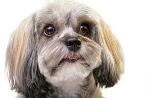 Portrait of an adorable Havanese dog photo