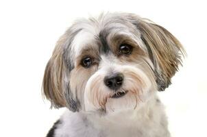 Portrait of an adorable Havanese dog photo