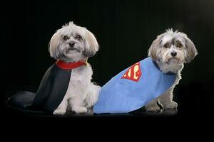 Two adorable Havanese dog wearing funny coats photo