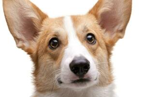 Portrait of a young, adorable Corgie - isolated on white photo