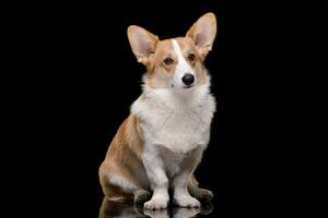 estudio Disparo de un joven, adorable corgie - aislado en negro foto