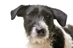 Portrait of an adorable mixed breed dog photo