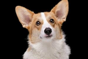 Portrait of a young, adorable Corgie - isolated on black photo
