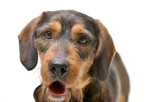 Portrait of an adorable mixed breed dog photo