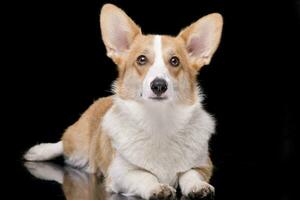 estudio Disparo de un joven, adorable corgie - aislado en negro foto